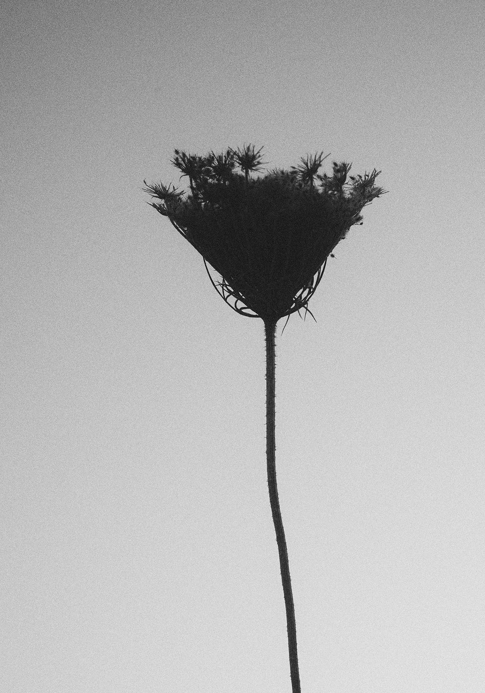 SUEDE SNEAKERS WITH SKULL